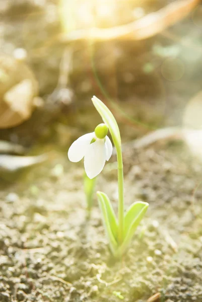 Snowdrop vårblomma med snö — Stockfoto