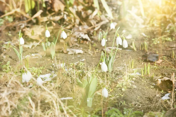 Snowdrop vårblomma med snö — Stockfoto