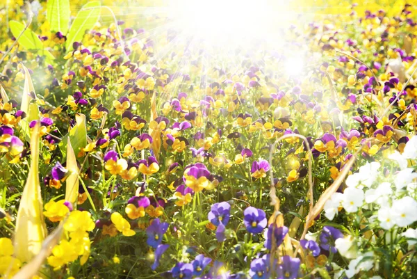 Vackra pansy blommor sommar solig bakgrund — Stockfoto