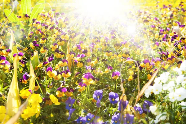 美しいパンジーの花夏の日当たりの良い背景 — ストック写真