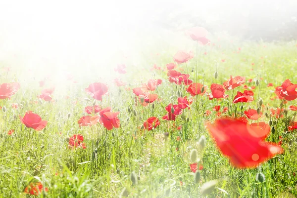 Beautiful poppy flowers sunny background — Stock Photo, Image