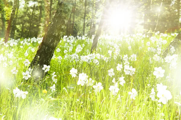 Vackra blommor sommar solig bakgrund — Stockfoto