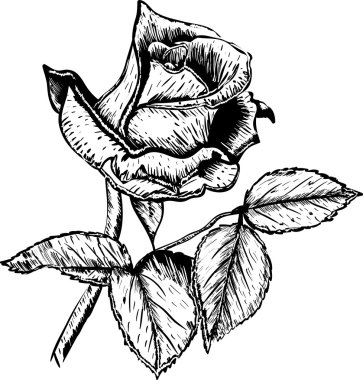 Vektör gül çiçek el çekilmiş