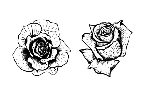 Vector dibujado a mano rosas flor — Archivo Imágenes Vectoriales