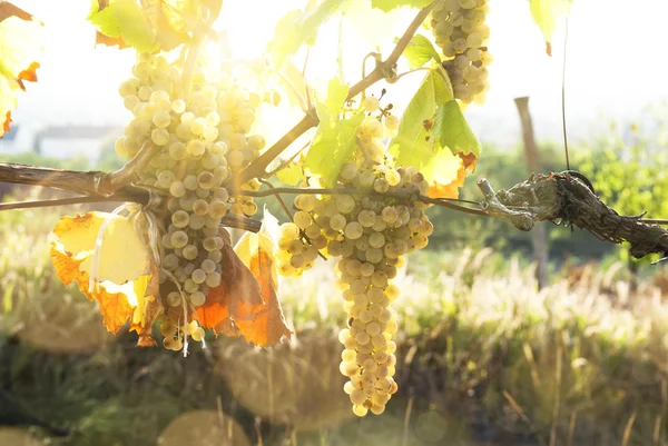 Viñedos en la soleada cosecha otoñal — Foto de Stock