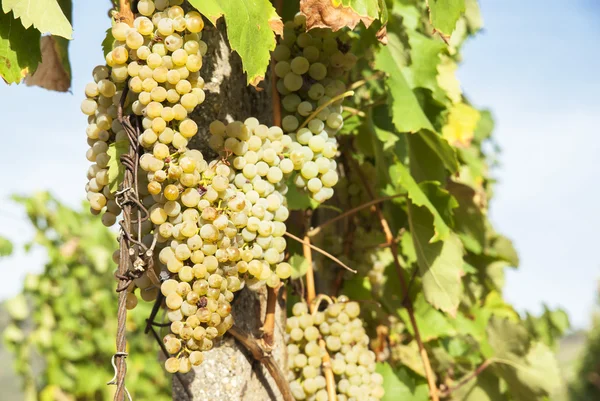 Viñedos en la soleada cosecha otoñal — Foto de Stock