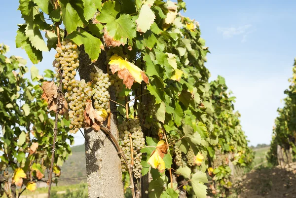 Viñedos en la soleada cosecha otoñal — Foto de Stock