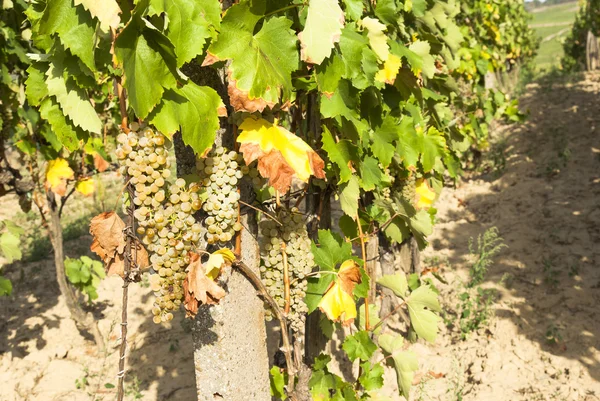 Vineyards in sunny autumn harvest — Stock Photo, Image