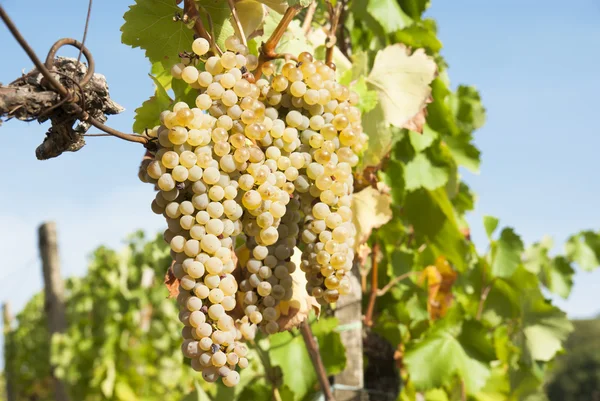 Winnice w słonecznej jesieni żniwa — Zdjęcie stockowe