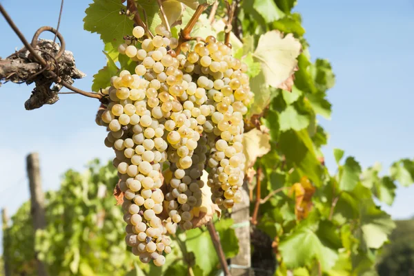 Viñedos en la soleada cosecha otoñal — Foto de Stock