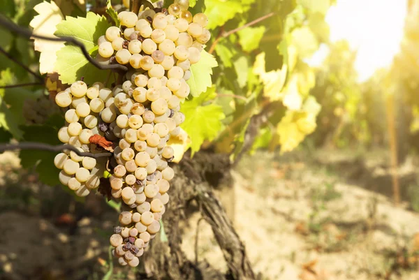 Viñedos en la soleada cosecha otoñal — Foto de Stock