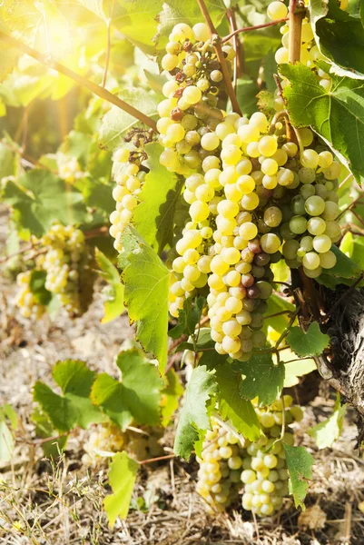 Viñedos en la soleada cosecha otoñal — Foto de Stock