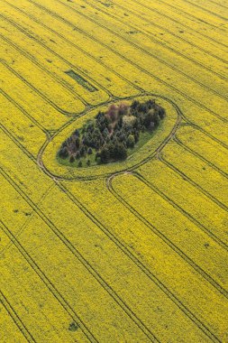 Hasat alanları Polonya