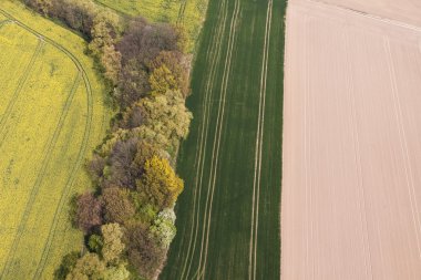 Hasat alanları Polonya