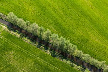 Yeşil hasat alanları Polonya