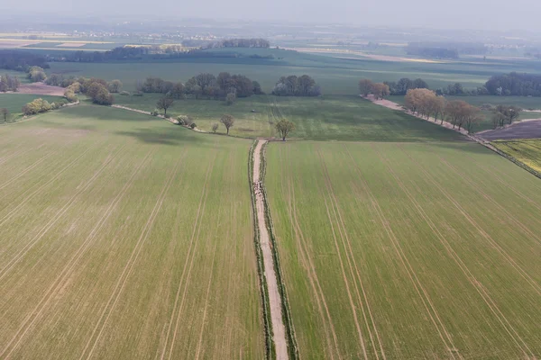 Widok z lotu ptaka stada krów — Zdjęcie stockowe