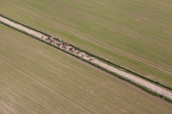 Aerial view of herd of cows — Stock Photo, Image