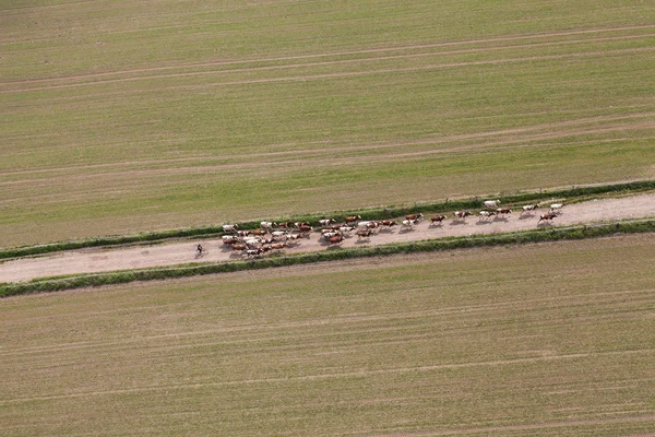Вид с воздуха на стадо коров — стоковое фото