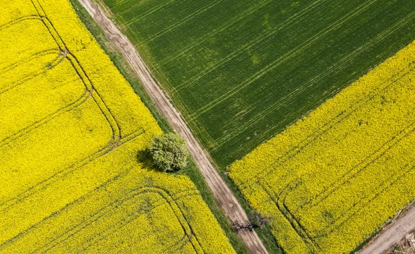 Skörden fält i Polen — Stockfoto