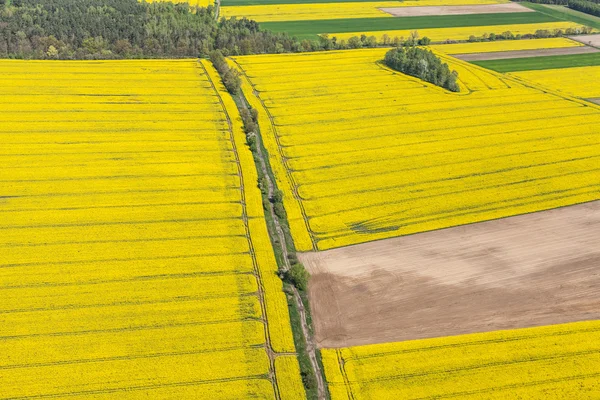 Campos de cosecha verde en Polonia —  Fotos de Stock
