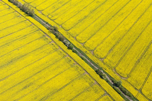 Campos de colheita verdes na Polónia — Fotografia de Stock