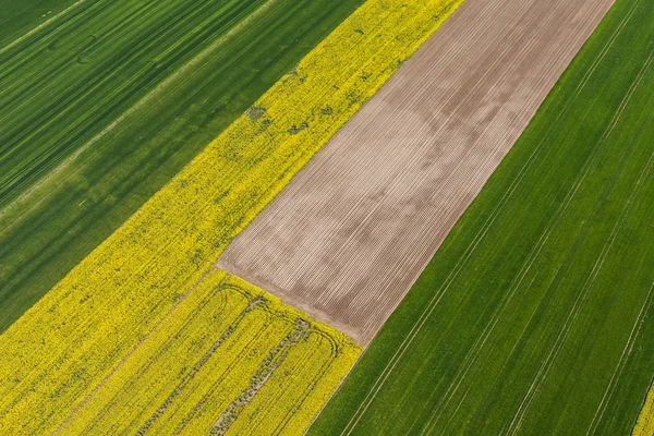 Gröna skörden fält i Polen — Stockfoto