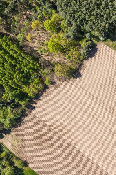 Groene oogst velden in Polen — Stockfoto