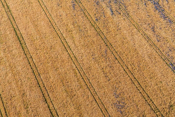 収穫のフィールドの朝の風景の空撮 — ストック写真