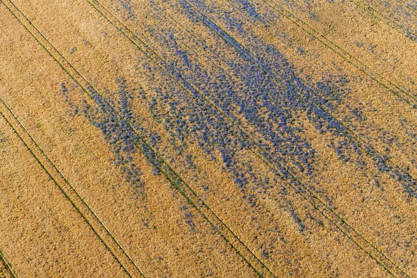 Повітряний вид на поля збору врожаю ранковий пейзаж — стокове фото