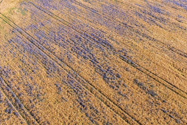 収穫のフィールドの朝の風景の空撮 — ストック写真