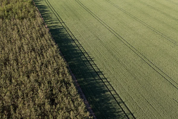 Widok z lotu ptaka na pola zbiorów — Zdjęcie stockowe