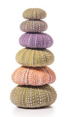 Deniz kirpi kabukları üzerinde beyaz izole