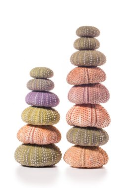 Deniz kirpi kabukları üzerinde beyaz izole