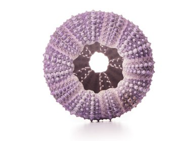 Deniz kirpi kabukları üzerinde beyaz izole