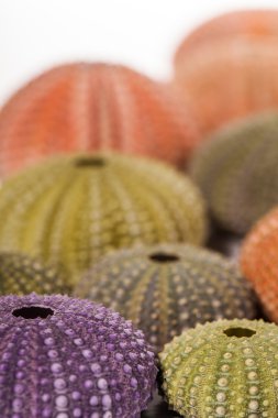 Deniz kirpi kabukları üzerinde beyaz izole