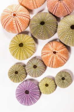 Deniz kirpi kabukları üzerinde beyaz izole