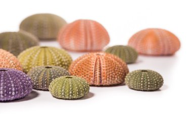 Deniz kirpi kabukları üzerinde beyaz izole