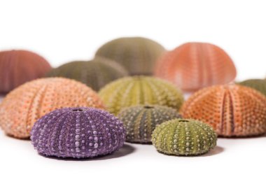 Deniz kirpi kabukları üzerinde beyaz izole