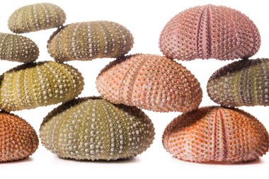 Deniz kirpi kabukları üzerinde beyaz izole