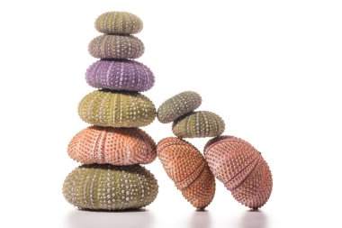 Deniz kirpi kabukları üzerinde beyaz izole