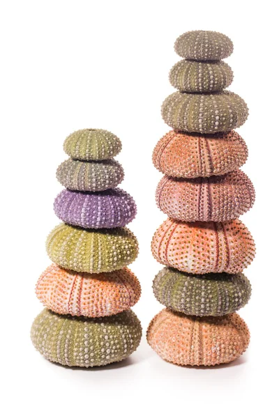 Deniz kirpi kabukları üzerinde beyaz izole