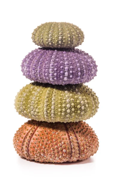 Deniz kirpi kabukları üzerinde beyaz izole