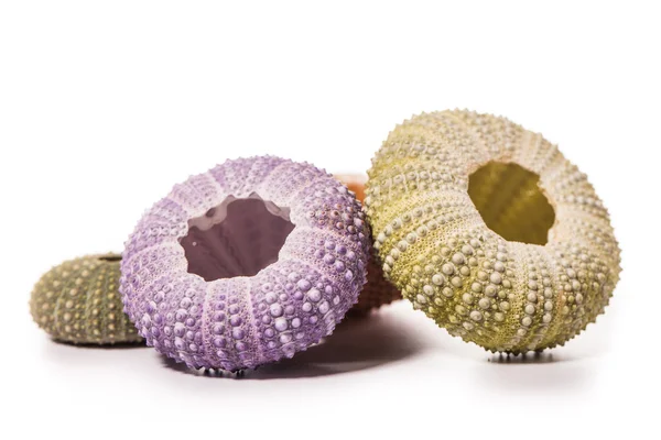 Deniz kirpi kabukları üzerinde beyaz izole