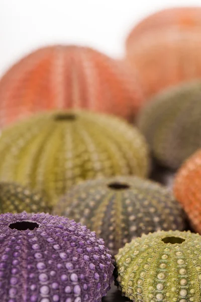 Deniz kirpi kabukları üzerinde beyaz izole