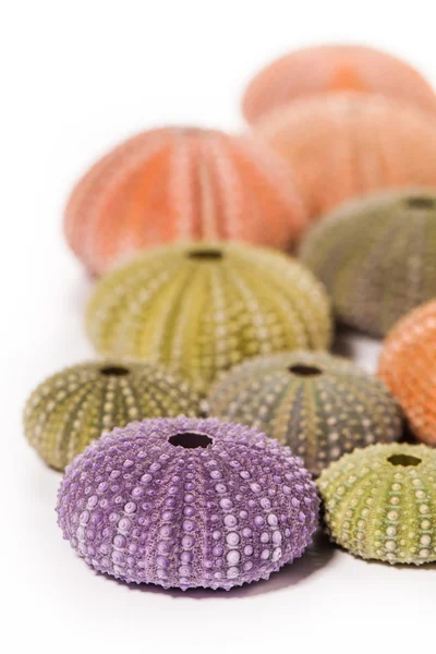 Conchas de erizo de mar aisladas en blanco — Foto de Stock