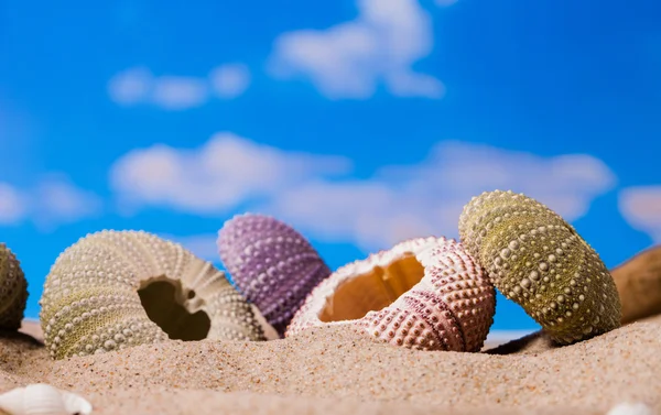 Sea Hedgehog shells ion beach  sand and blue sky Background — Stock Photo, Image