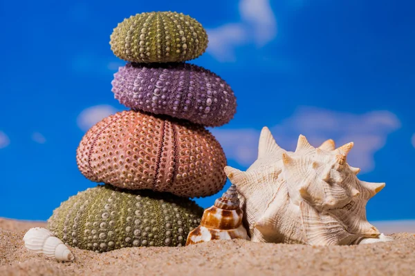 Sea Hedgehog shells ion beach  sand and blue sky Background — Stock Photo, Image