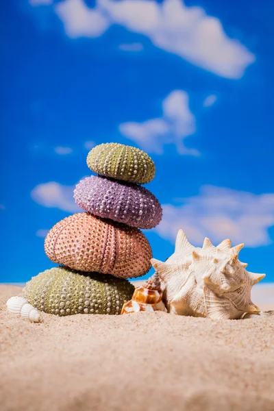 Sea Hedgehog shells ion beach  sand and blue sky Background — Stock Photo, Image