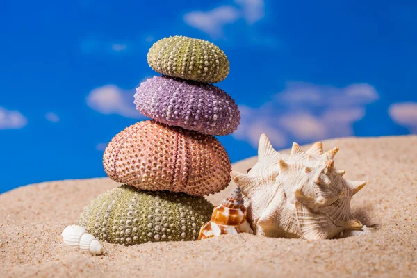 Sea Hedgehog shells ion beach  sand and blue sky Background