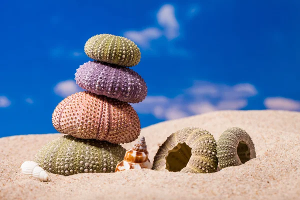 Sea Hedgehog shells ion beach  sand and blue sky Background — Stock Photo, Image